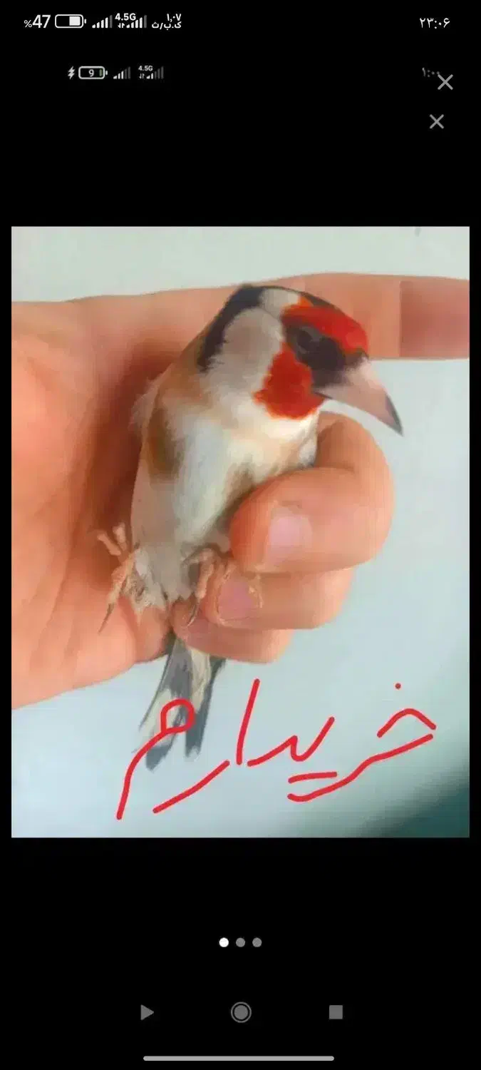 سهره|پرنده|مرودشت, بیست متری بیمارستان|دیوار