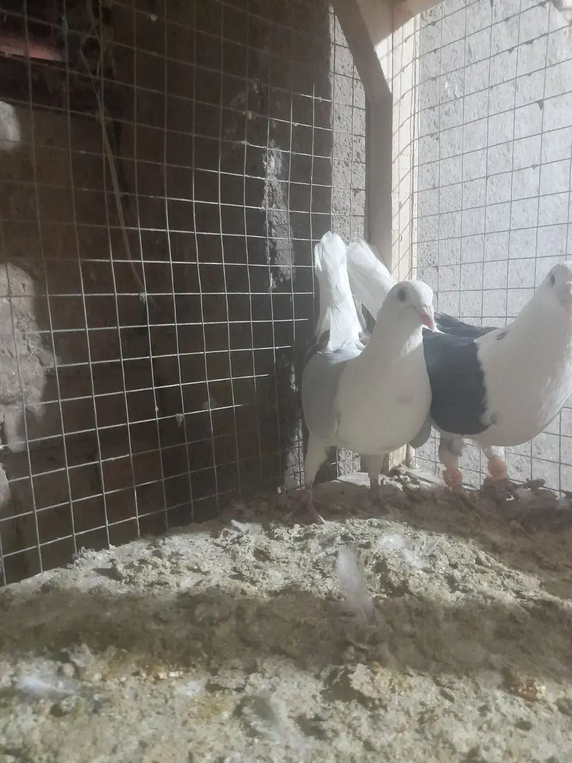 کبوتر|پرنده|اسفرورین, |دیوار