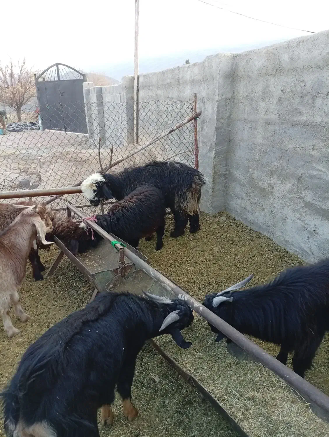 بره قوچی|حیوانات مزرعه|طسوج, |دیوار