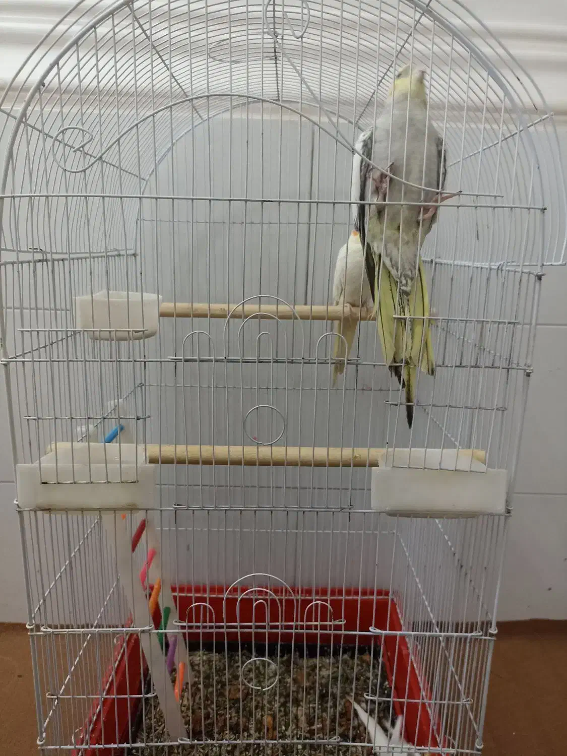 عروس هلندی|پرنده|برازجان, |دیوار