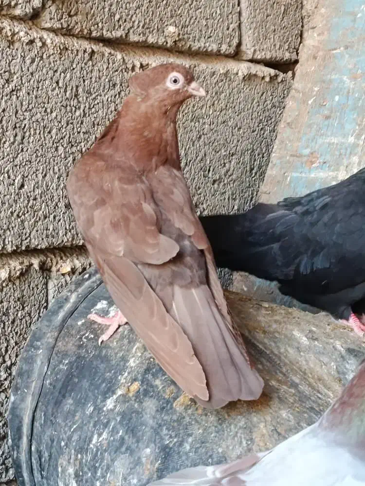 کبوتر آبادانی|پرنده|بندر گناوه, |دیوار