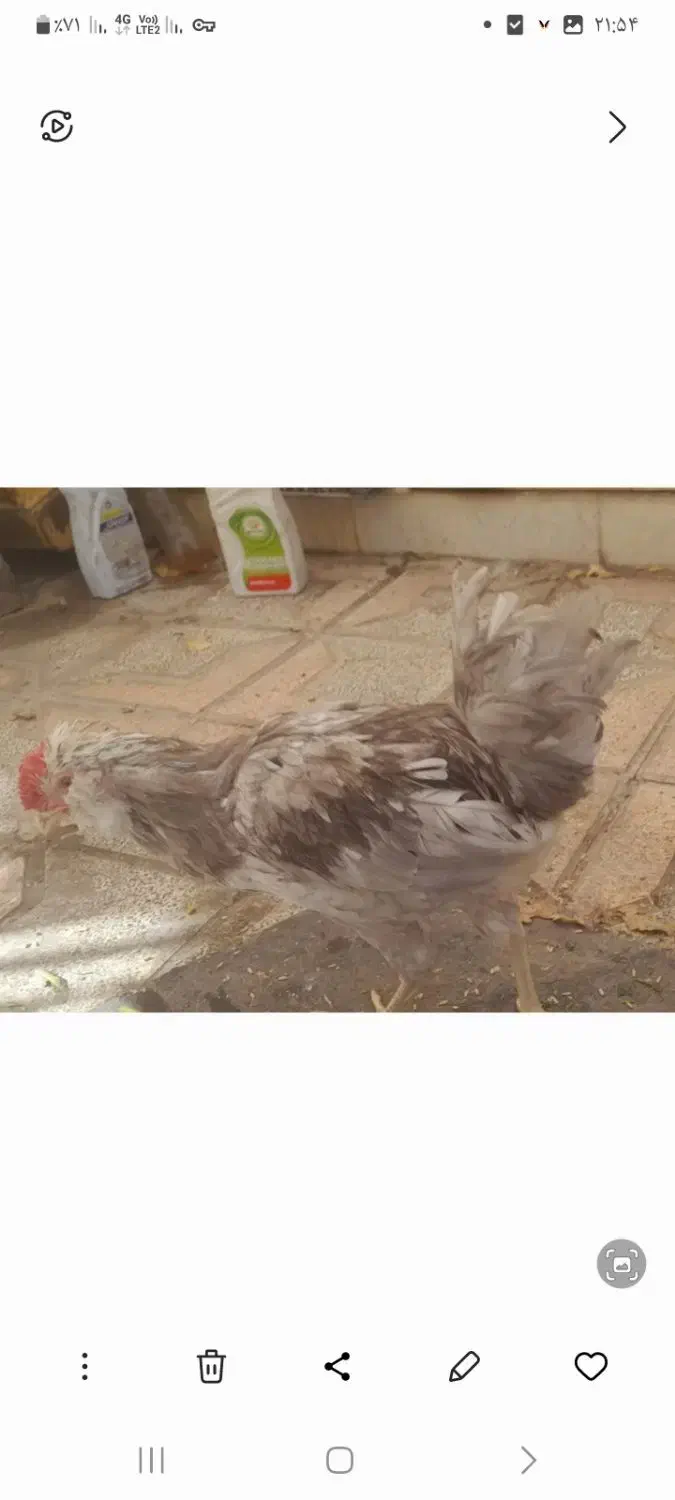 خروش گلین مرغ محلی|حیوانات مزرعه|کرمانشاه, |دیوار