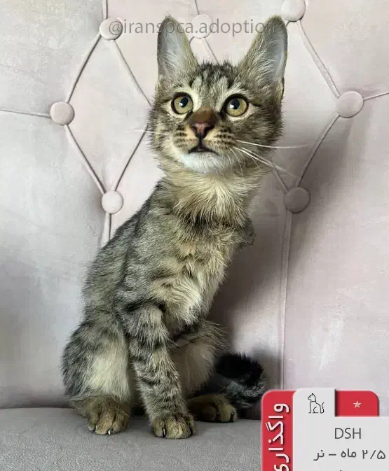 گربه واگذاری|گربه|پردیس, فاز ۸|دیوار