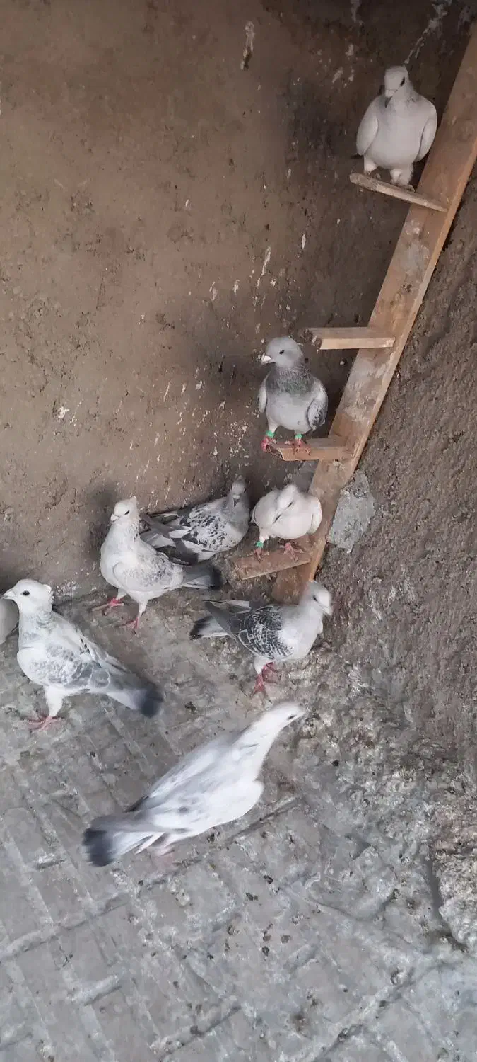 شامی کرمونی|پرنده|بیرجند, |دیوار