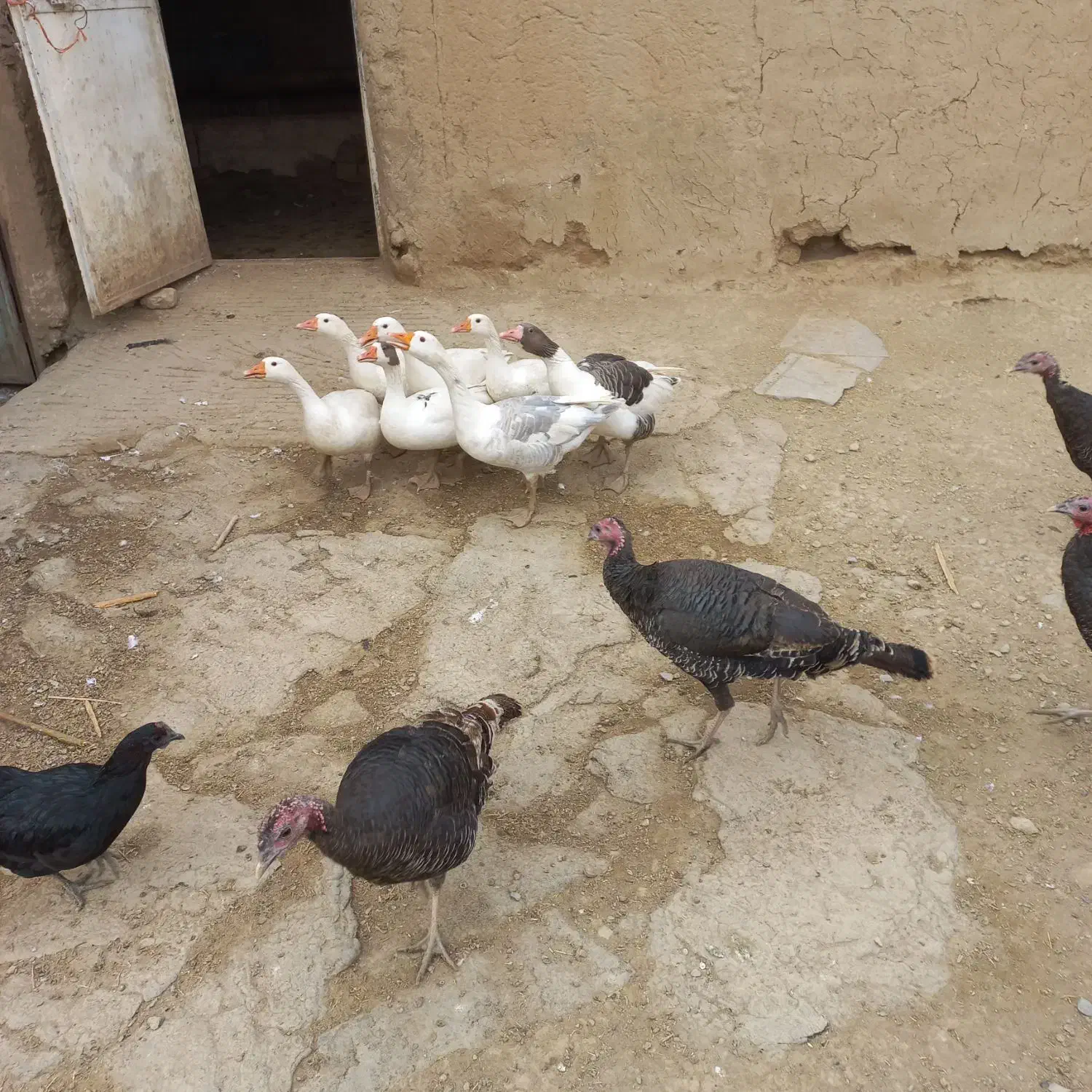 غاز و بوقلمون|حیوانات مزرعه|همدان, |دیوار