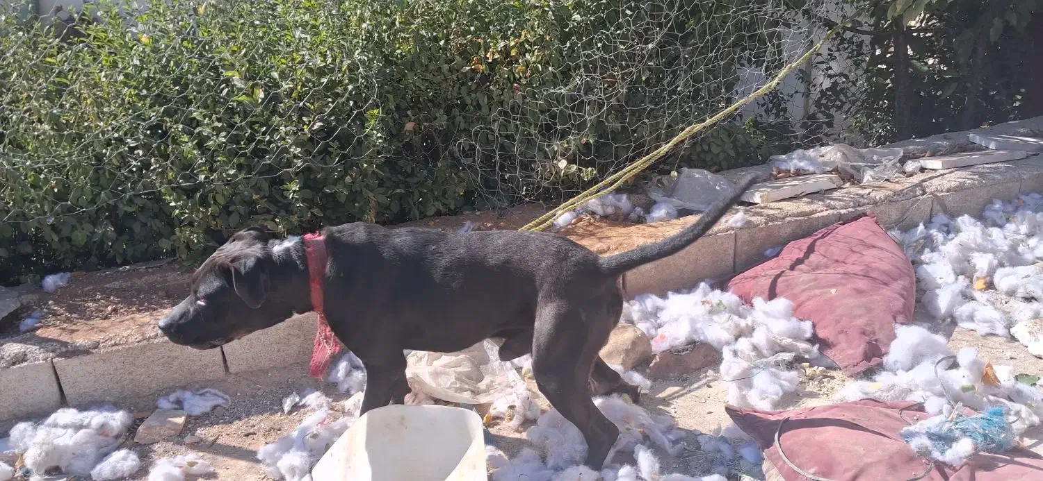 سگ پیت بول|سگ|شیراز, سفیرشمالی|دیوار