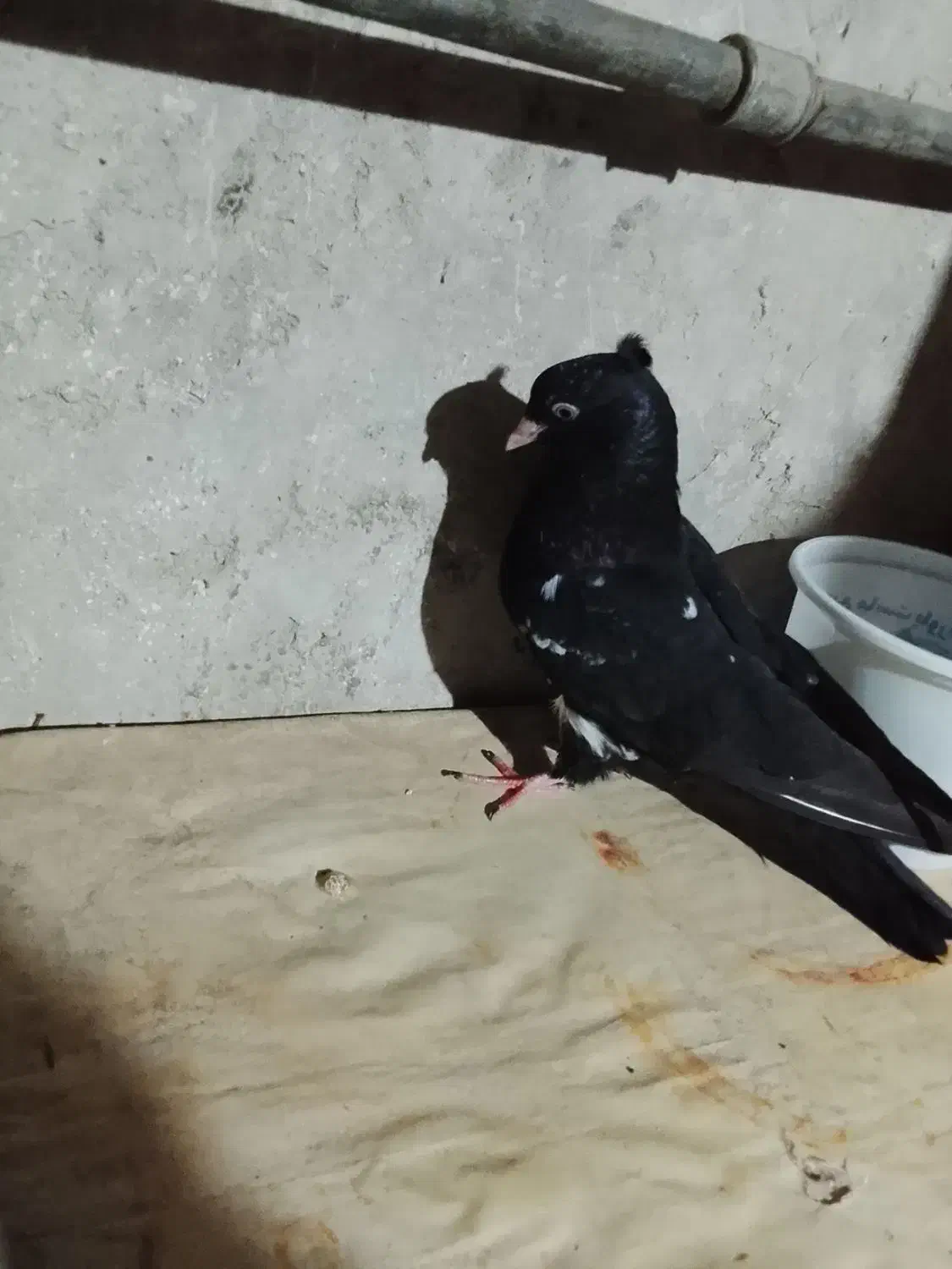 کبوتر|پرنده|مسجد سلیمان, |دیوار