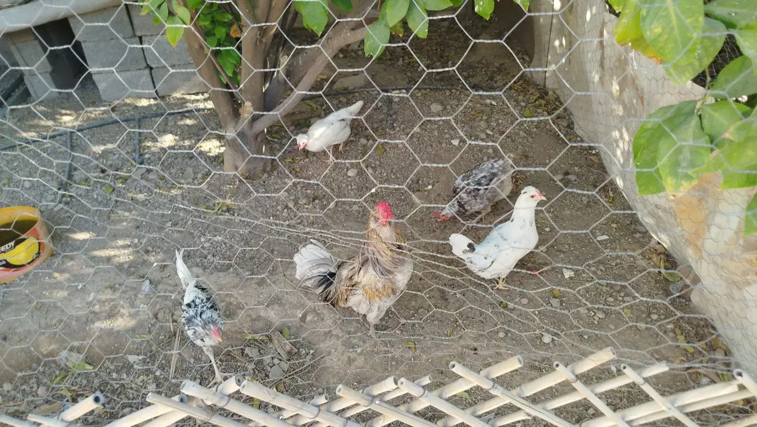 مرغ و خروس گلین|حیوانات مزرعه|کنار تخته و کمار, |دیوار