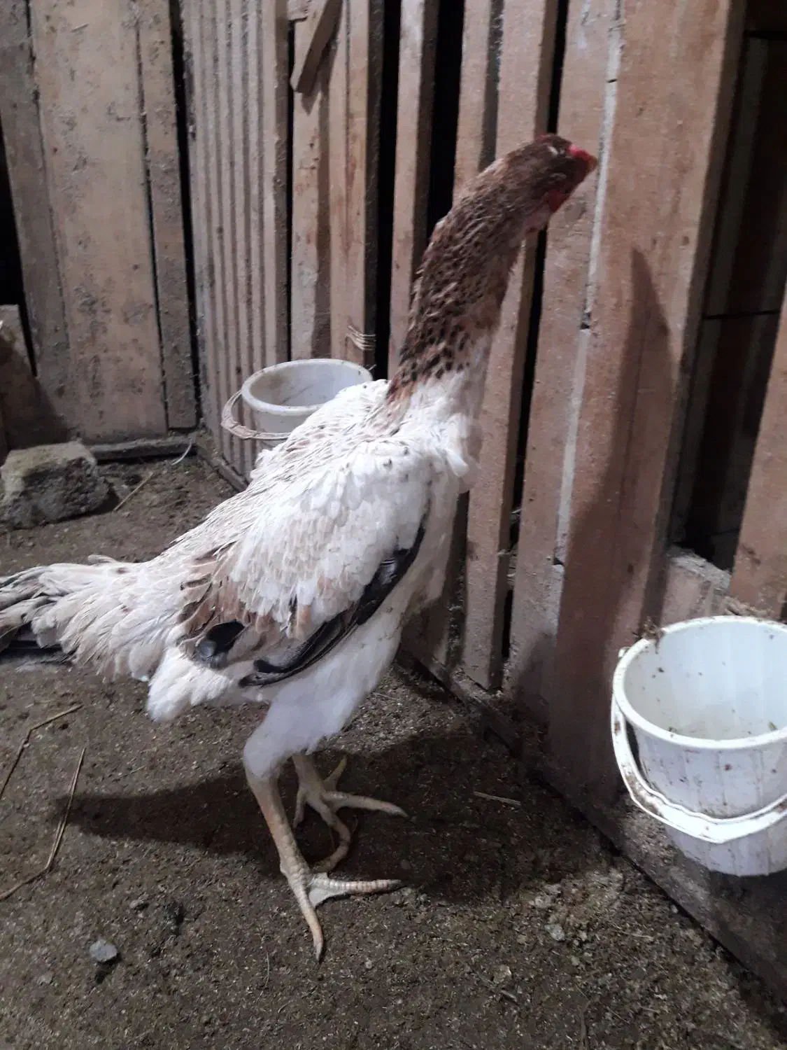 مرغ|حیوانات مزرعه|لاهیجان, انقلاب|دیوار