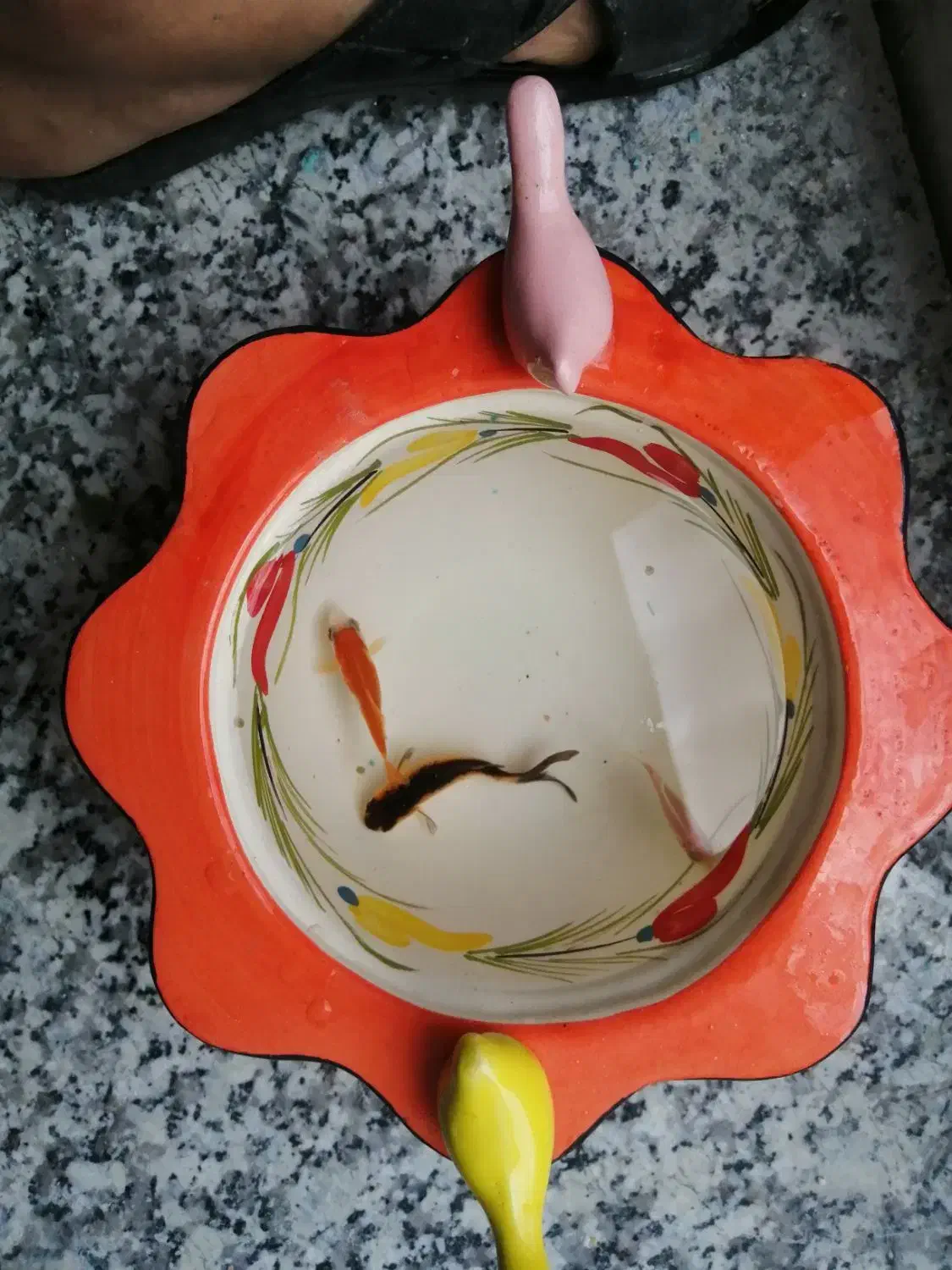 ماهی قرمز|ماهی|بیرجند, |دیوار