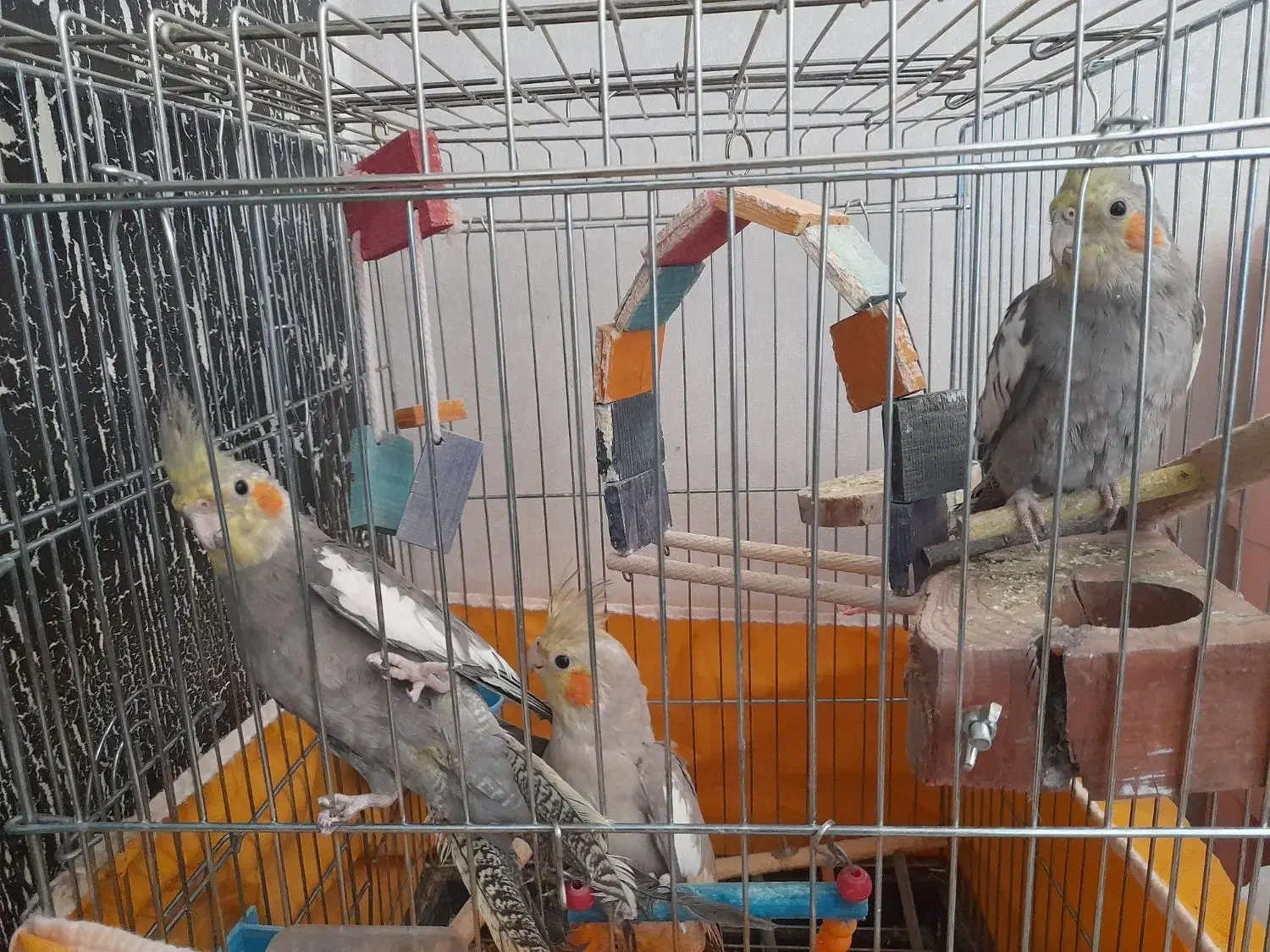 عروس هلندی بازی گوش و دستی|پرنده|فولادشهر, B7|دیوار