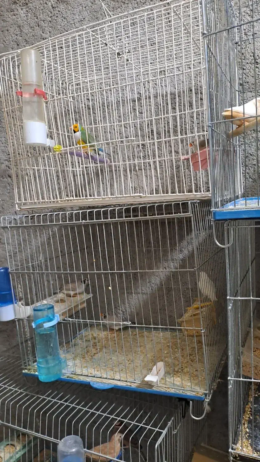 فروشی فنچ مولد|پرنده|جهرم, |دیوار