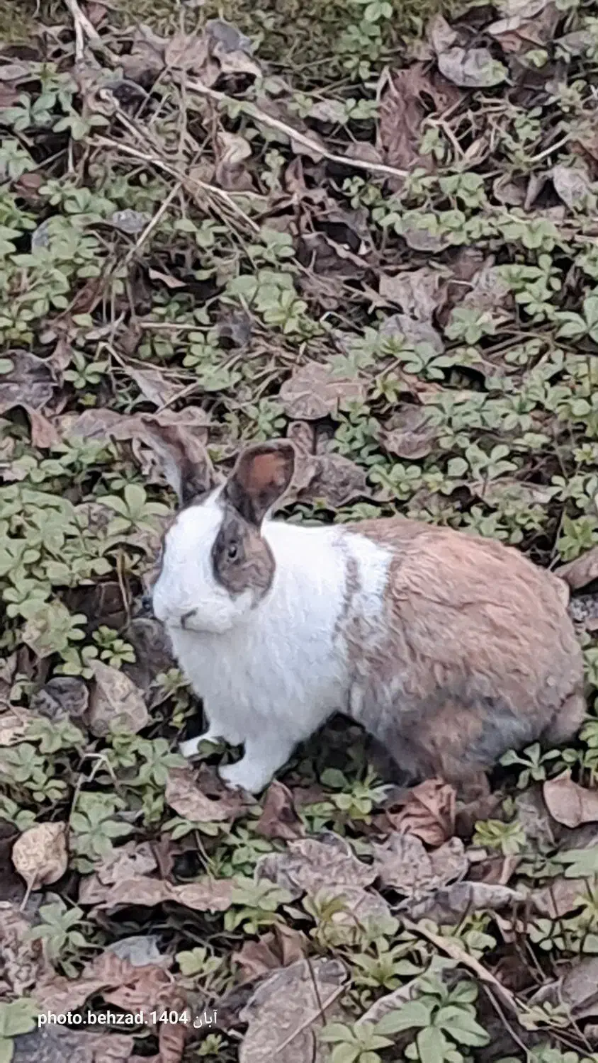 فروش خرگوش|موش و خرگوش|ضیابر, |دیوار