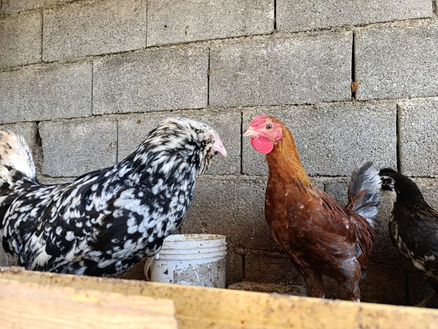 گلین|حیوانات مزرعه|خرم‌آباد (تنکابن), |دیوار