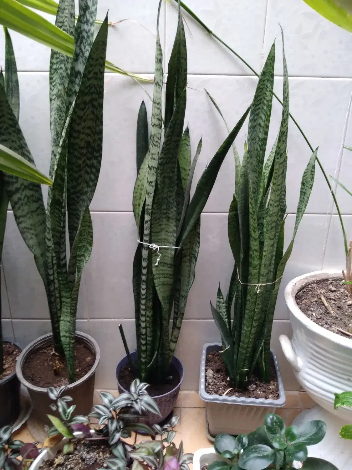 گل شاداب خونگی|گل و گیاه طبیعی|خرمآباد, |دیوار