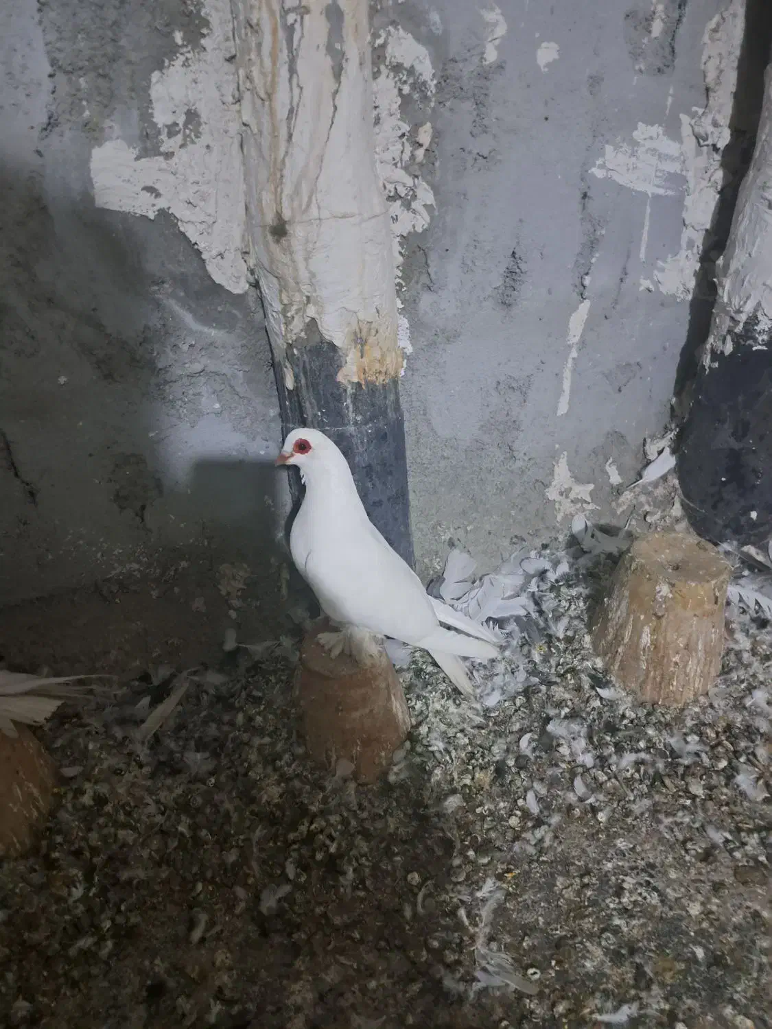 کبوتر قرمز گوز|پرنده|تبریز, |دیوار