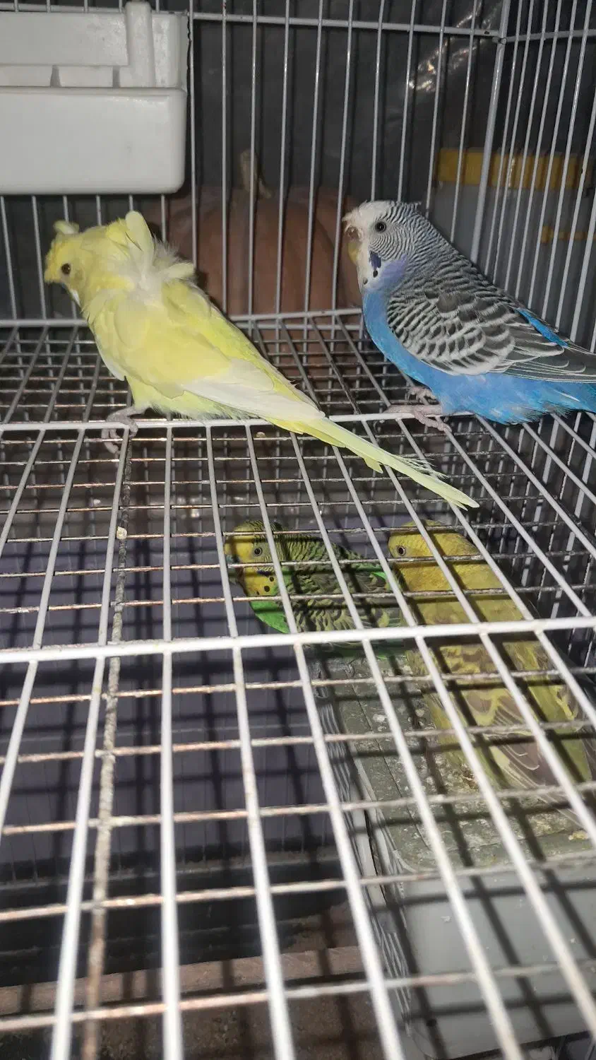 مرغ عشق مولد|پرنده|پردیس, فاز ۴|دیوار