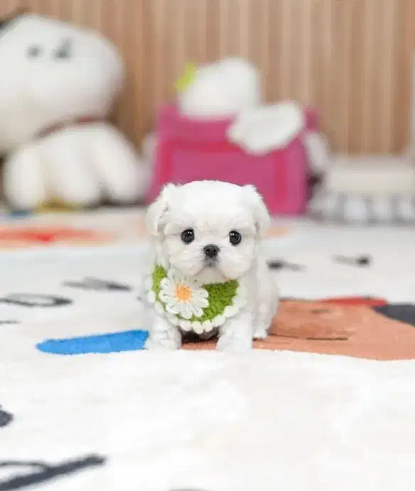 ما.لتیز|سگ|کرمانشاه, |دیوار