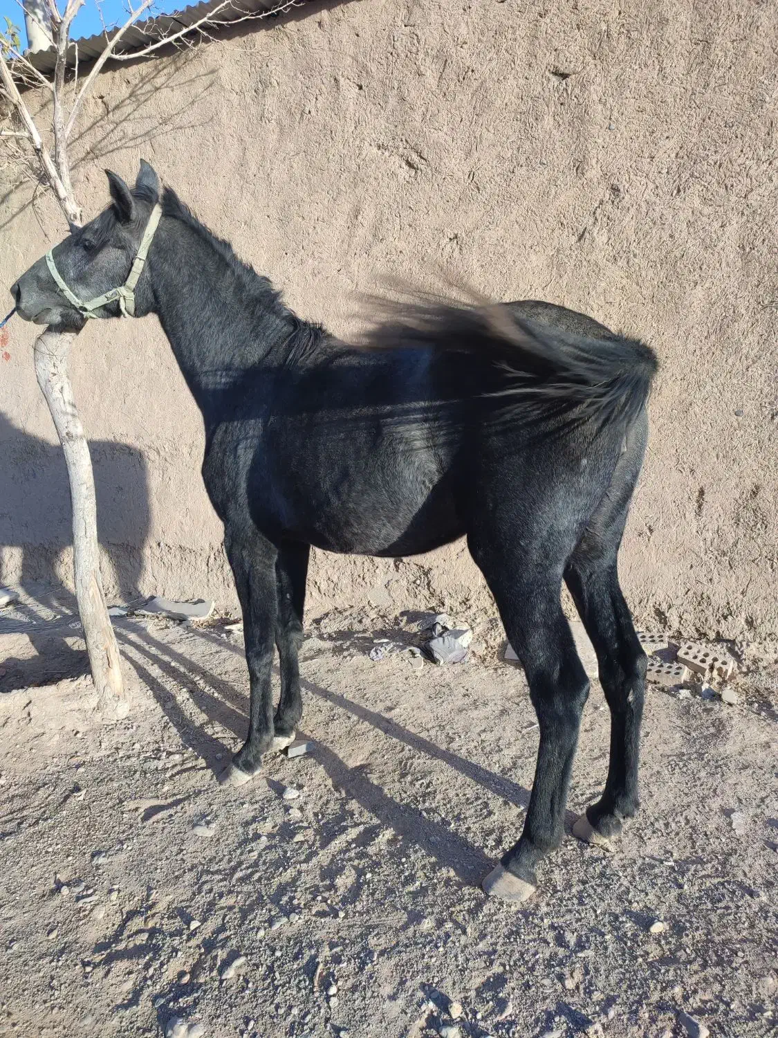 اسب مادیان کرد.|اسب و تجهیزات اسبسواری|مبارکه, |دیوار