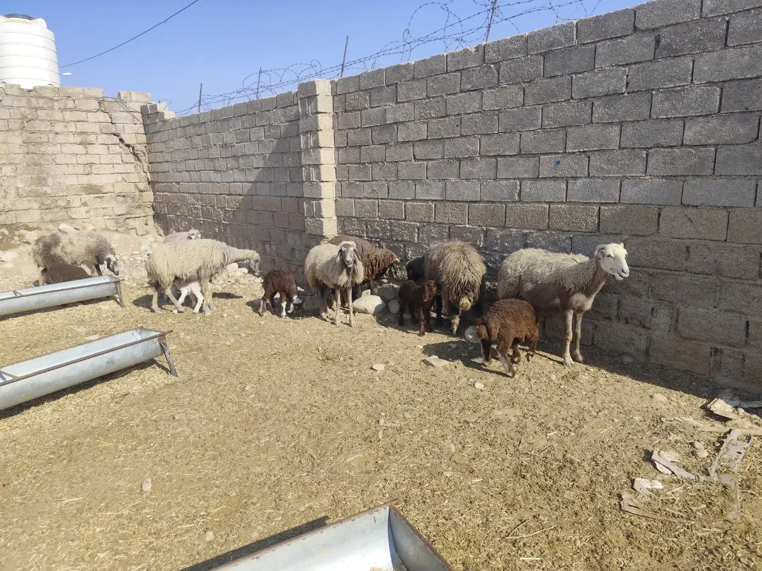 باسلام 7راس گوسفندزاییده|حیوانات مزرعه|رامشیر, |دیوار