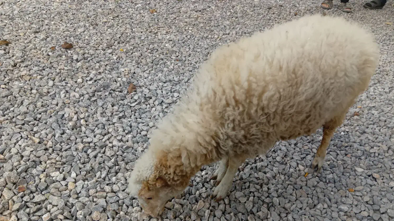 بره ماده سالم و سلامت|حیوانات مزرعه|شاندرمن, |دیوار