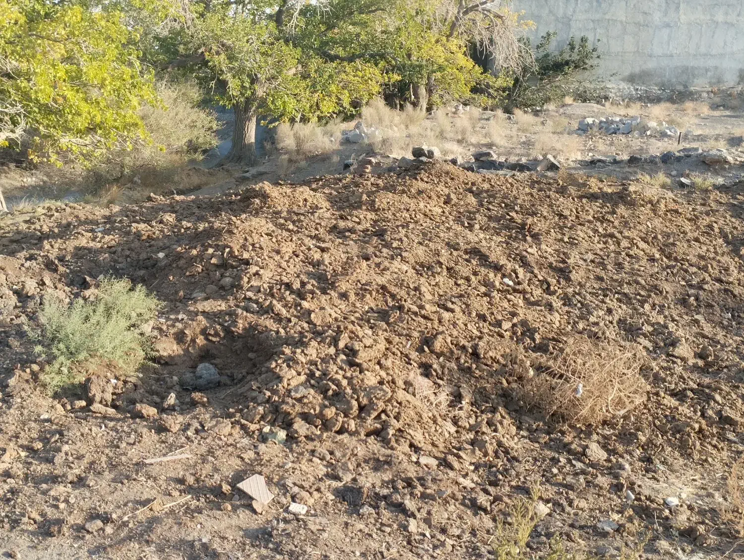 کودگاوی چندساله|خدمات باغبانی و درختکاری|سبزوار, کراب|دیوار