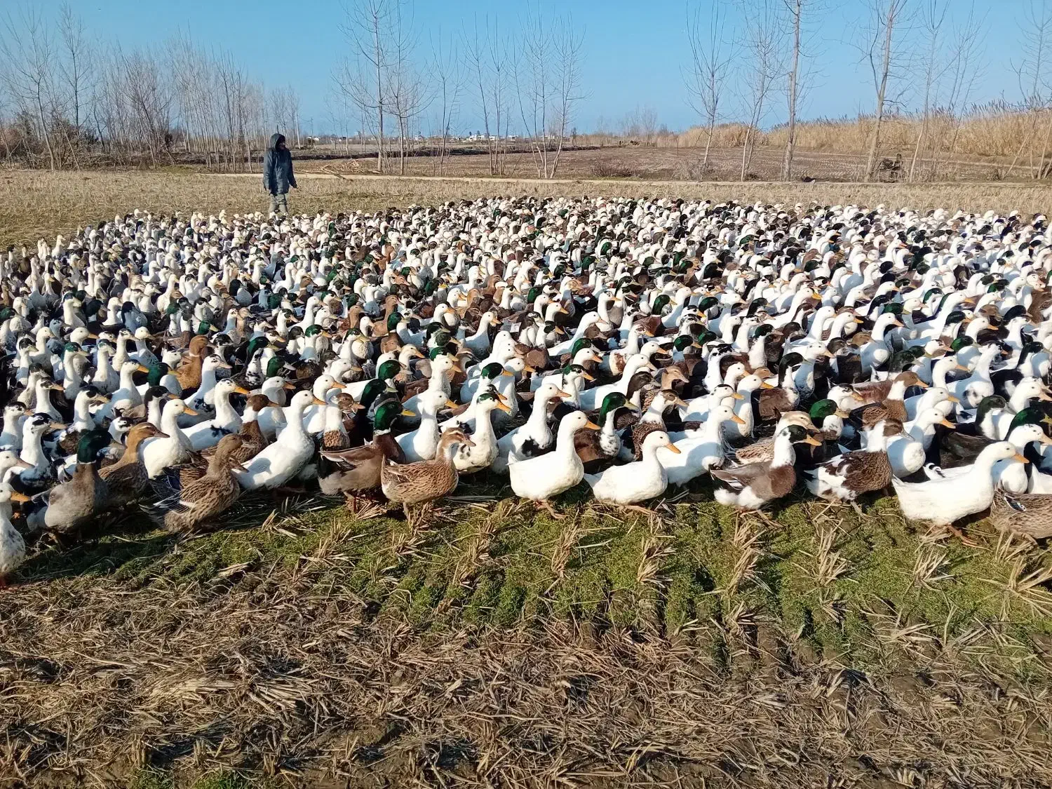 اردک آیشی محلی بالا ۶ماهه|حیوانات مزرعه|سرخرود, |دیوار