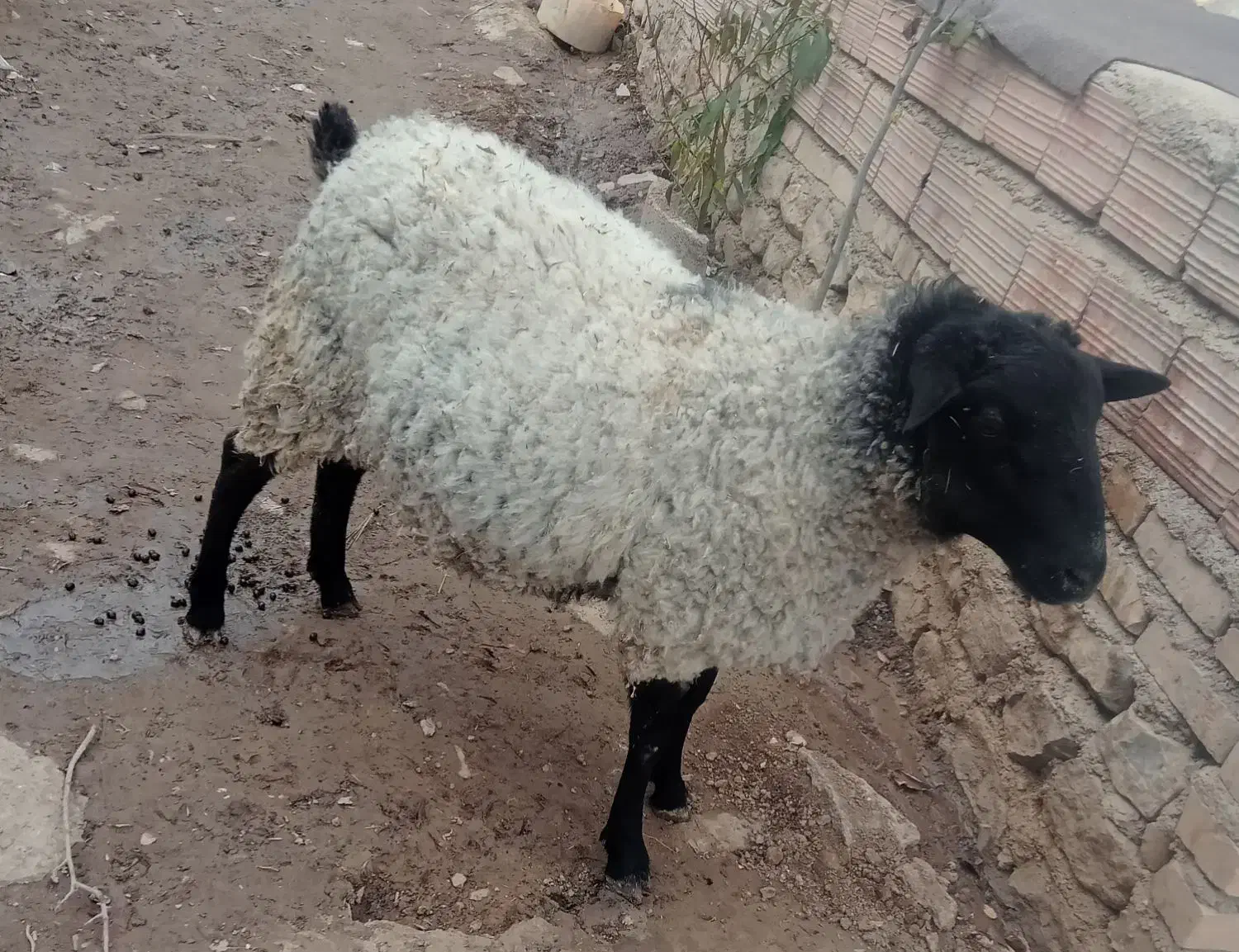 گوسفند رومانف اصل نژاد چند قلو زایی|حیوانات مزرعه|رامیان, |دیوار