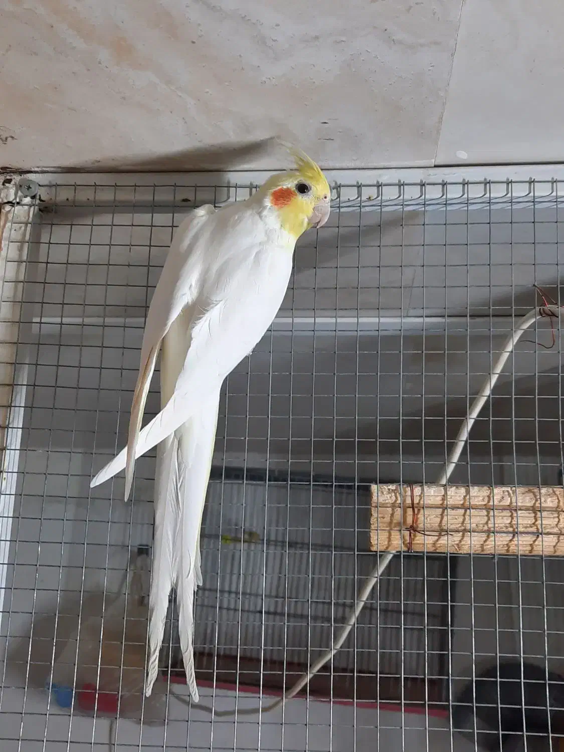 عروس هلندی لوتینو مولد|پرنده|نی‌ریز, |دیوار