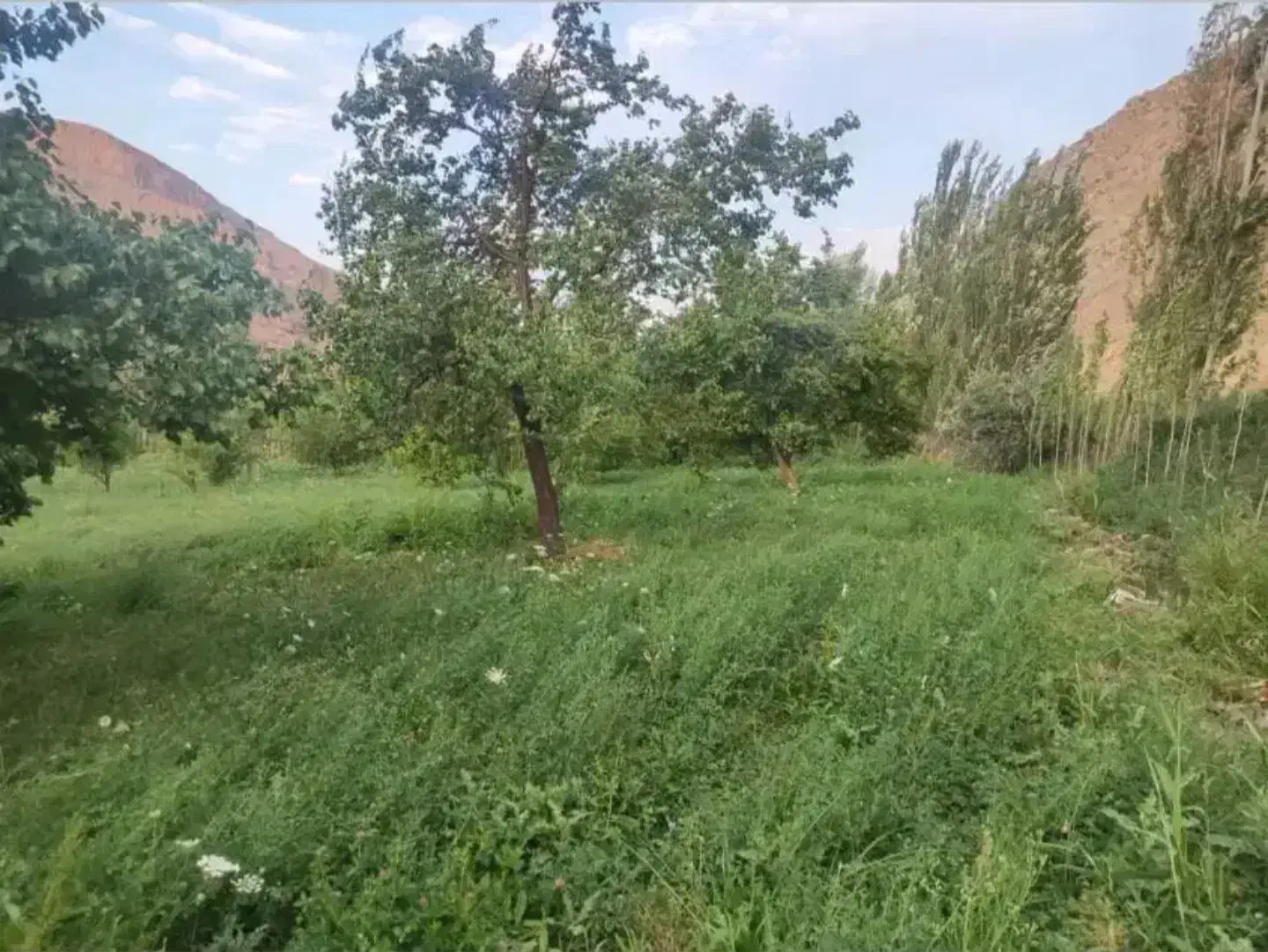 باغ ۱۰۰۰ متری پشت میدان ورودی شهر|فروش زمین و ملک کلنگی|ماکو, |دیوار