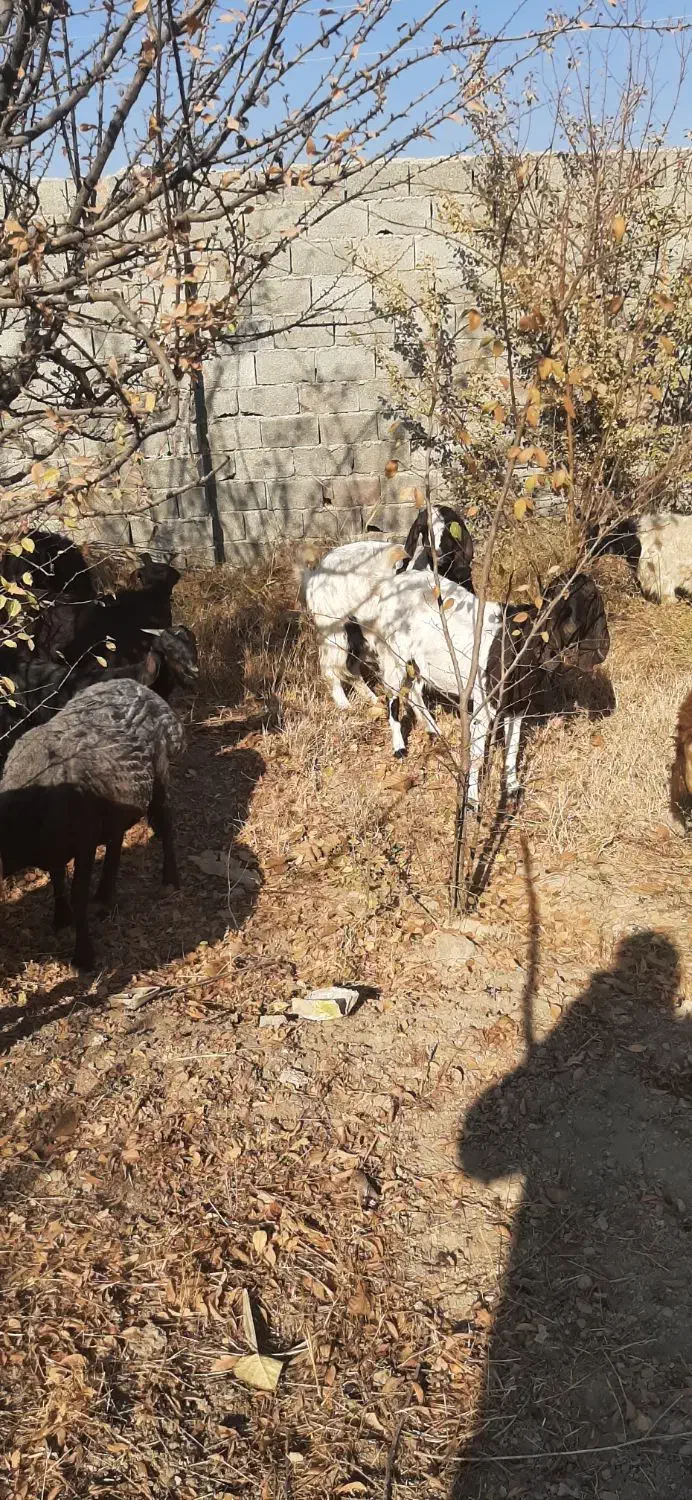 بز بزغاله گوسفند بره|حیوانات مزرعه|هشتگرد, ایقربلاغ|دیوار