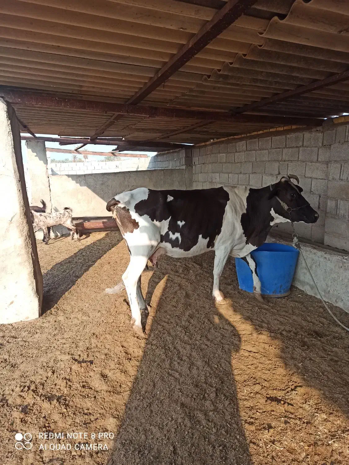 گاو با گوساله|حیوانات مزرعه|خرمشهر, |دیوار