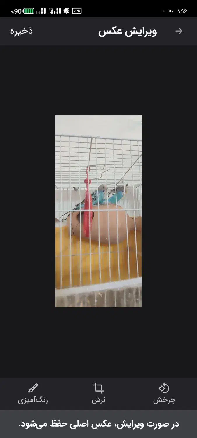 مرغ عشق فوری|پرنده|زاهدان, |دیوار