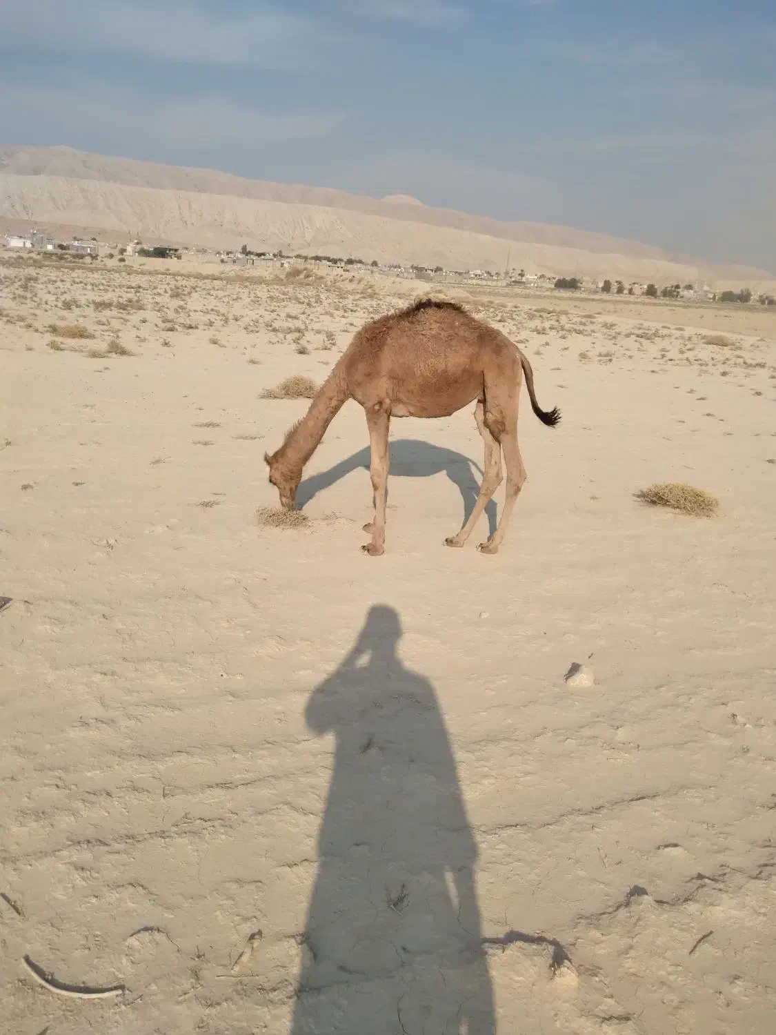 فروش کره شتر ۸ماهه شهر ارد گراش|حیوانات مزرعه|ارد, |دیوار