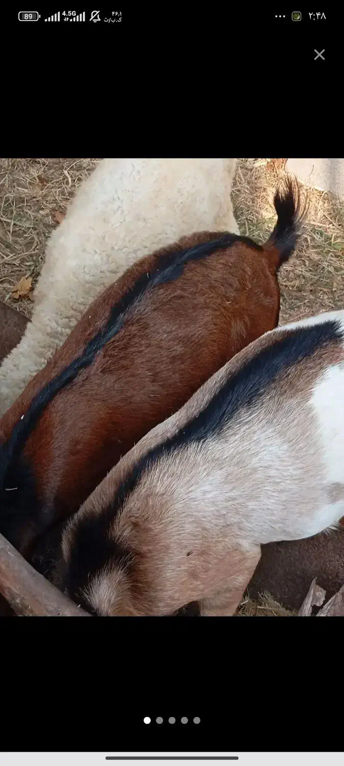 نری و گیسه فروشی|حیوانات مزرعه|قشم, |دیوار