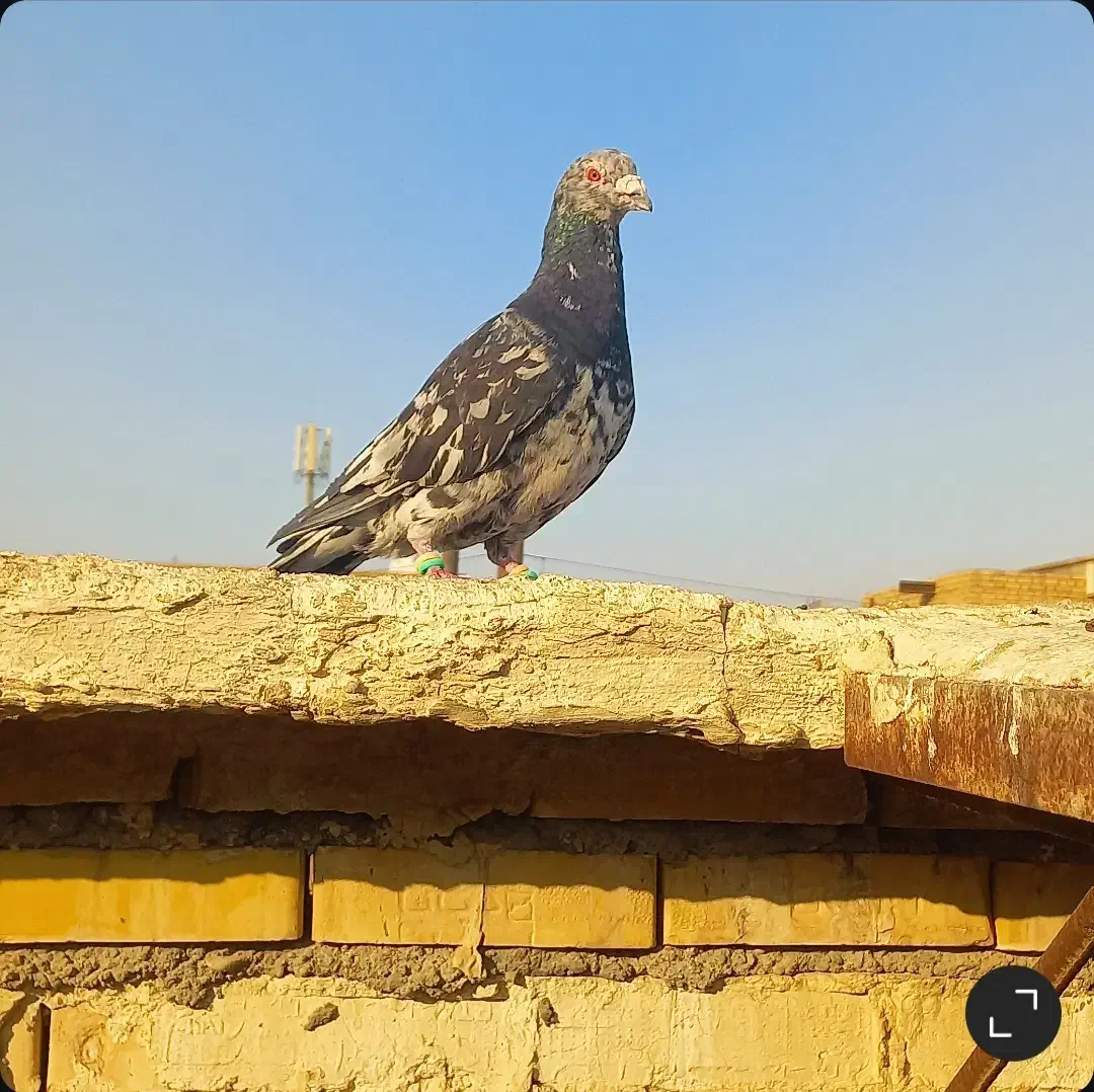 کبوتر|پرنده|شوشتر, |دیوار