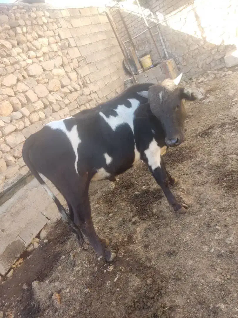 گاو نر محلی|حیوانات مزرعه|دالاهو, |دیوار