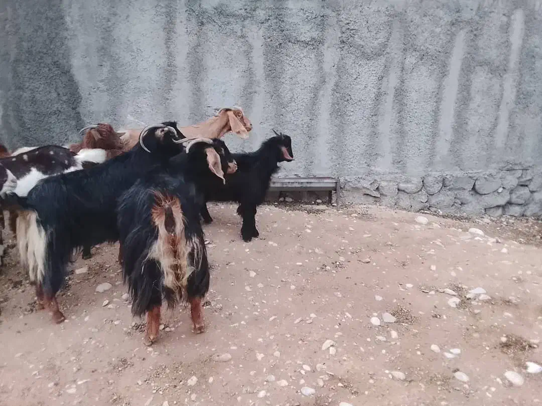 دوبز داشتی مهران|حیوانات مزرعه|مهران (ایلام), |دیوار