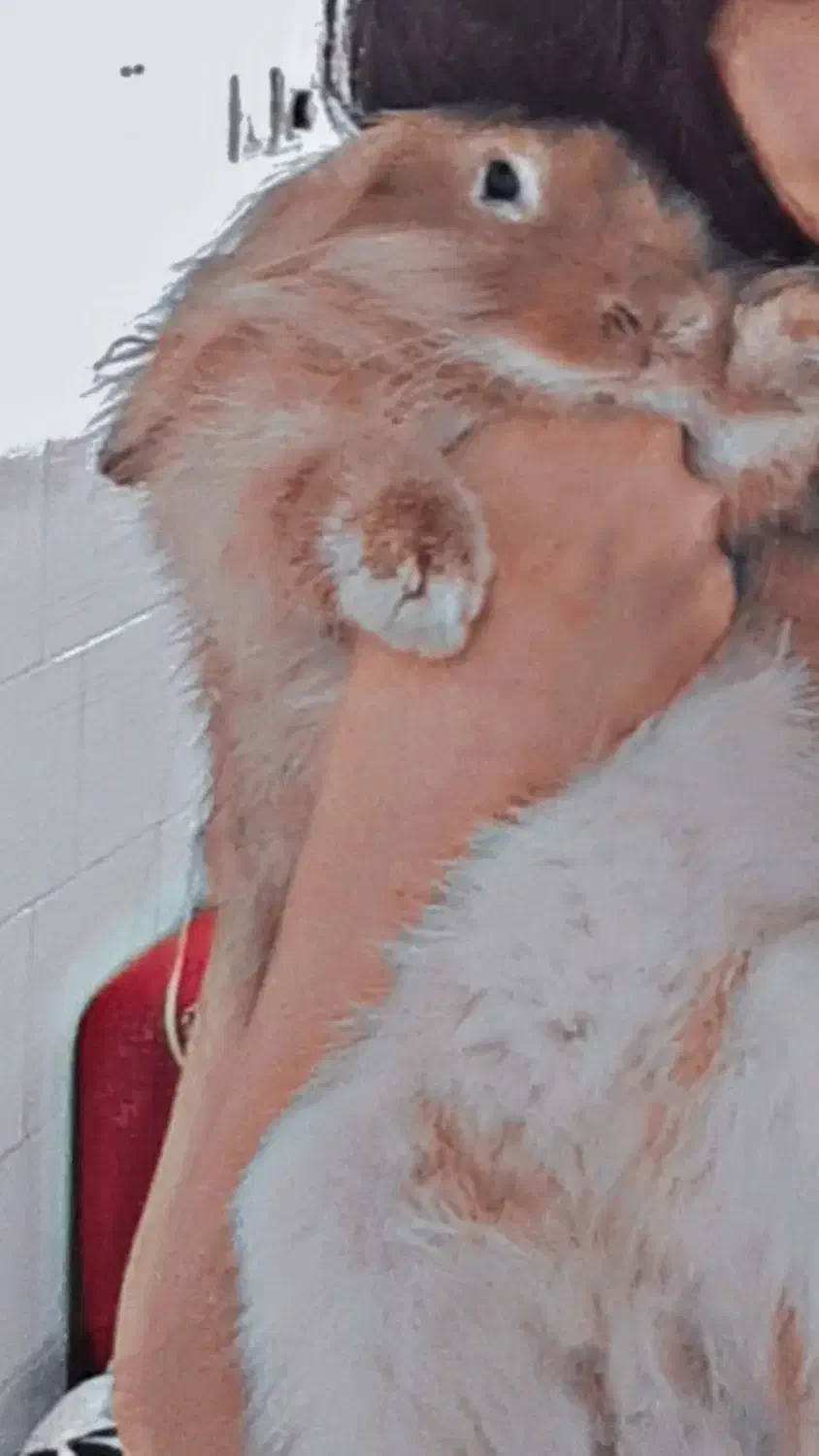 خرگوش لوپ|موش و خرگوش|زرند, |دیوار