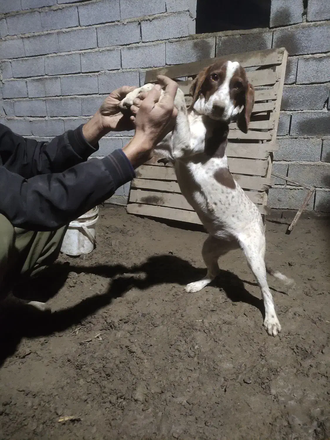 توله شکاری|سگ|تاتار علیا, |دیوار