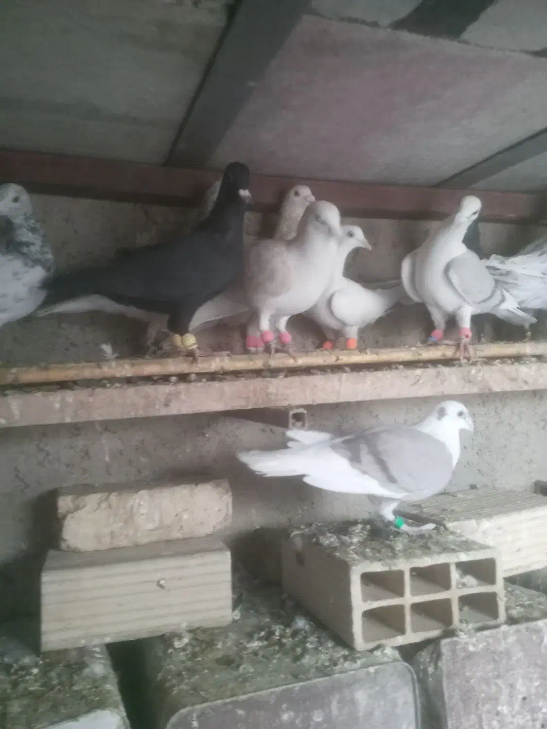 کفتر|پرنده|محمدیه-قزوین, |دیوار