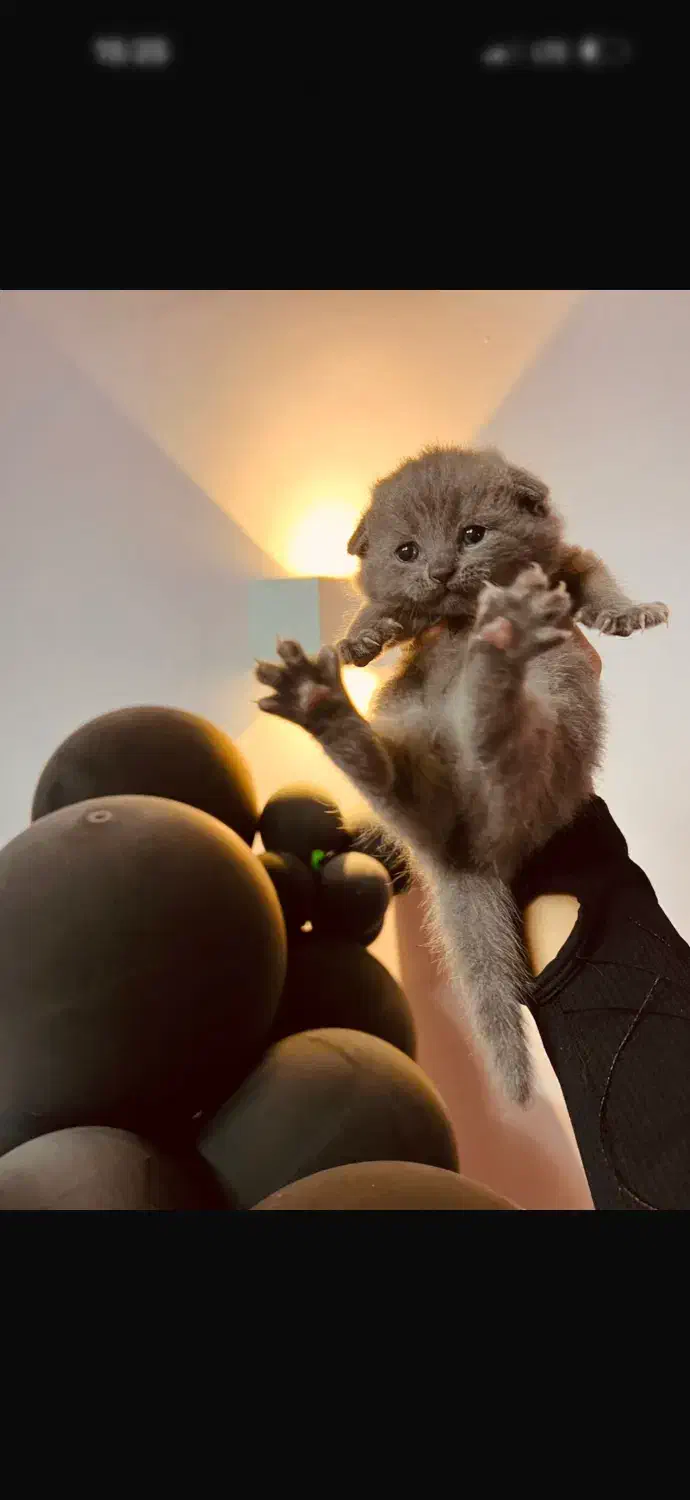 ۶۰ روزه اماده تحویل|گربه|رشت, دیلمان|دیوار