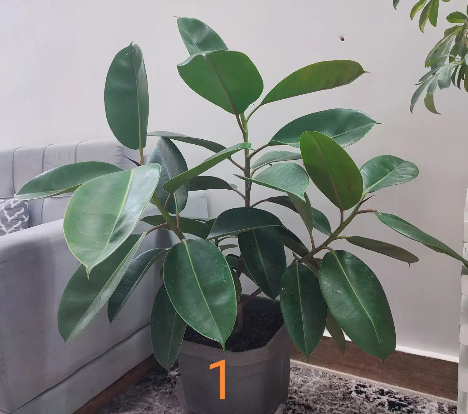 فروش چند گلدان شیک و بزرگ مناسب خانه و محل کار|گل و گیاه طبیعی|خواف, |دیوار