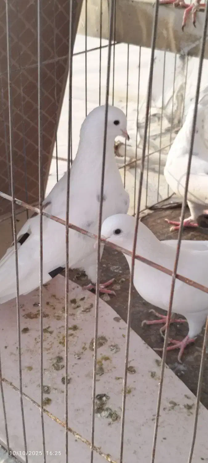 کبوتر پرشی|پرنده|کیش, |دیوار