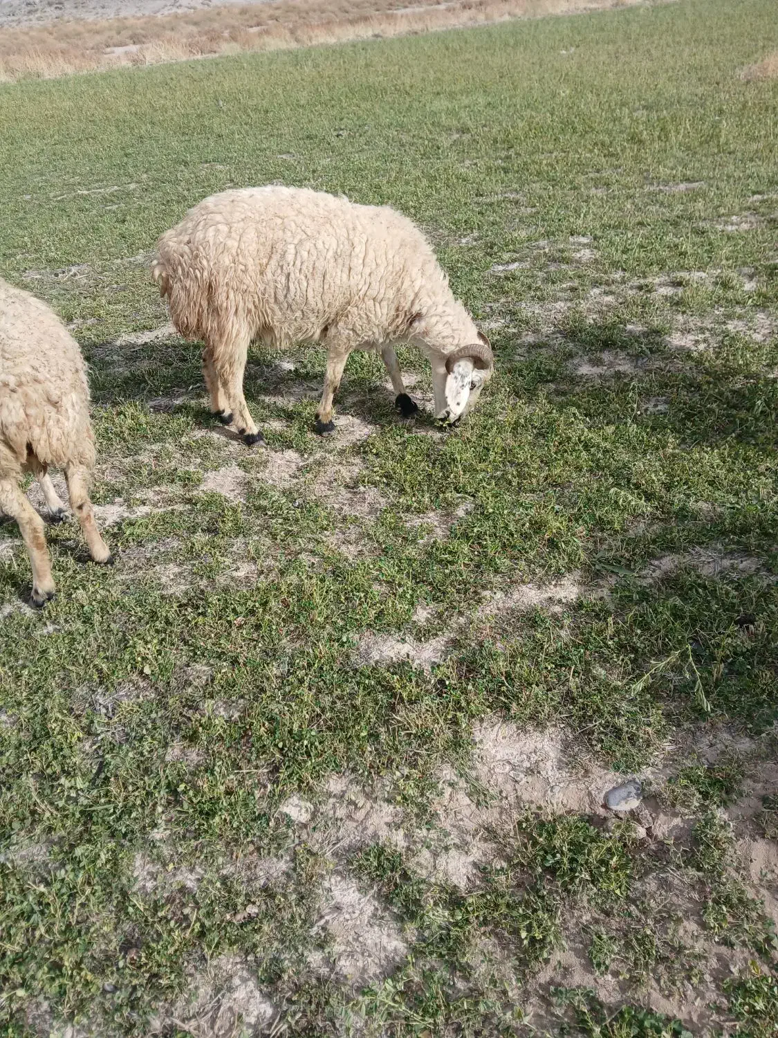 گوسفند|حیوانات مزرعه|بردسیر, |دیوار