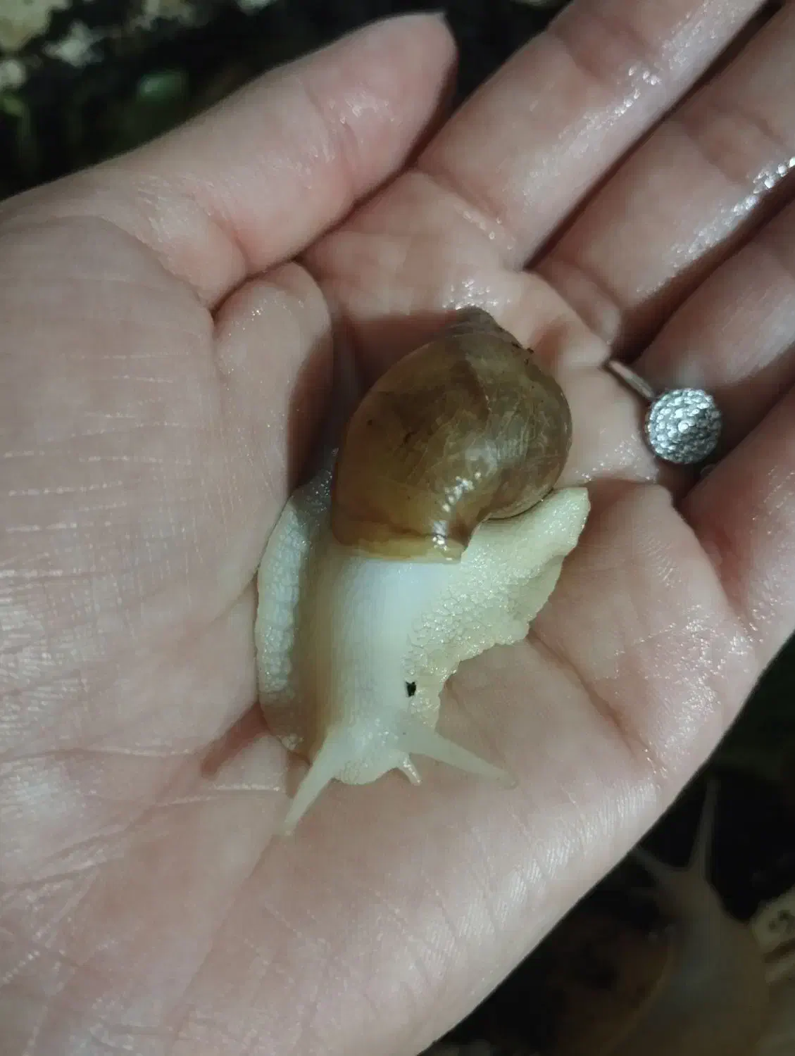 حلزون آلپینو|خزنده|سبزوار, قائم|دیوار