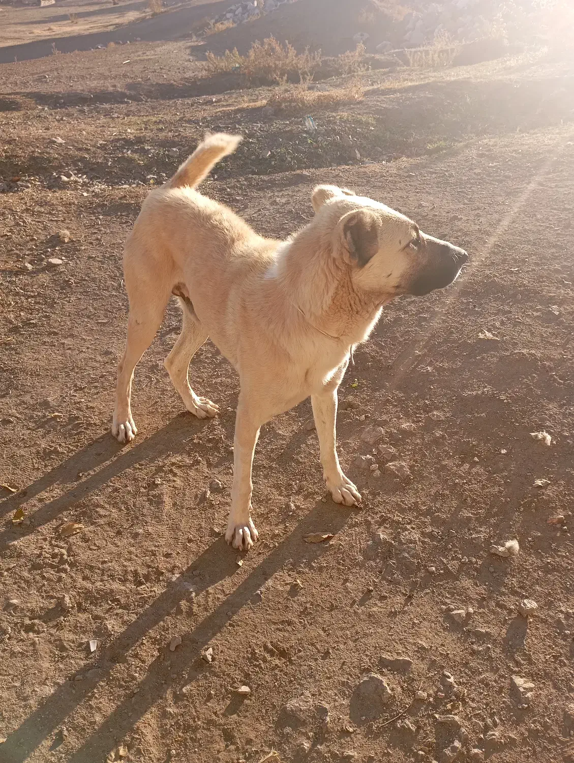 سگ مجانی مخصوص گله داری|سگ|خوی, |دیوار
