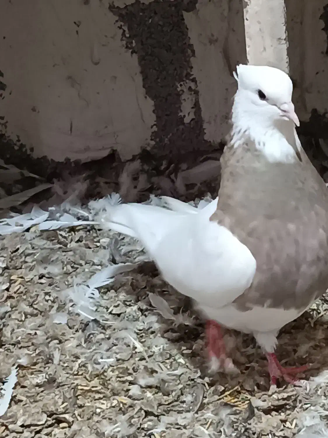 چند جفت طوقی ضمانتی|پرنده|فیروزآباد, |دیوار