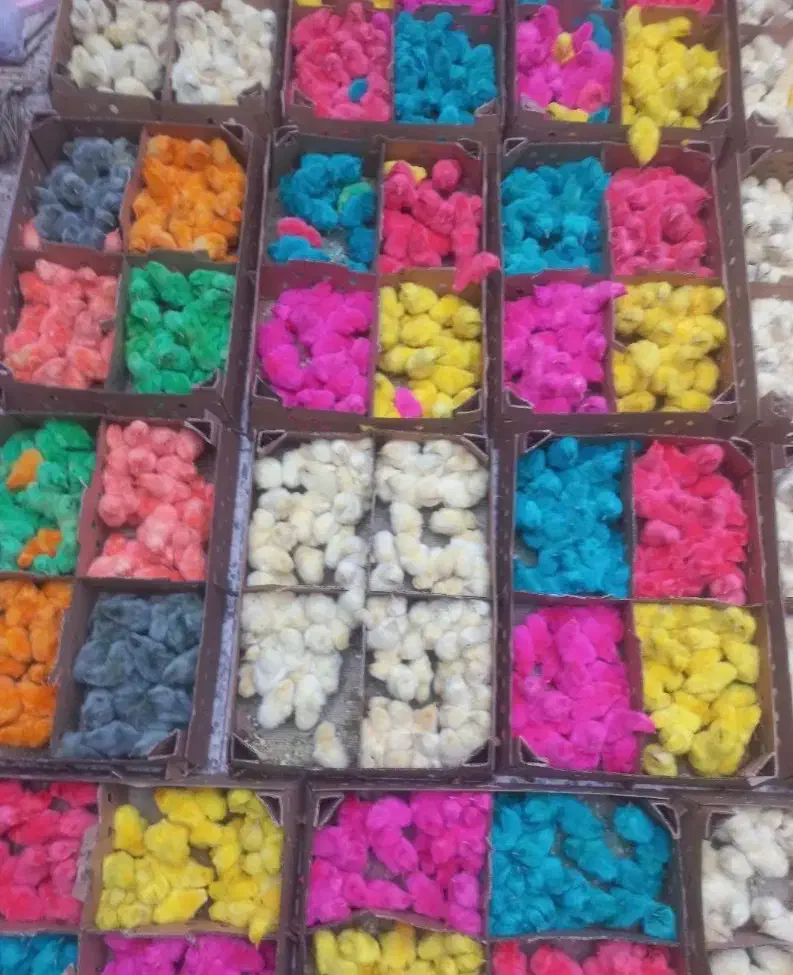 جوجه رنگی|حیوانات مزرعه|بجنورد, |دیوار