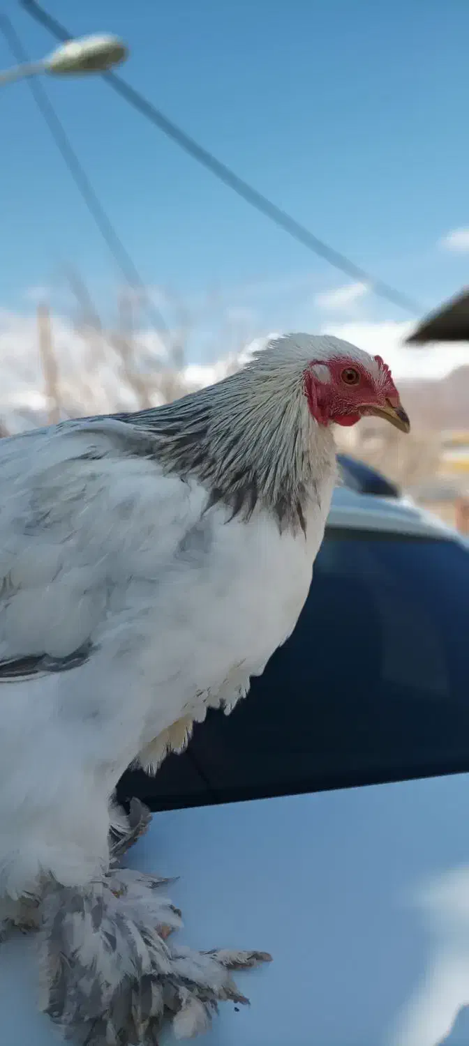 خروس برهما|پرنده|الوند, |دیوار